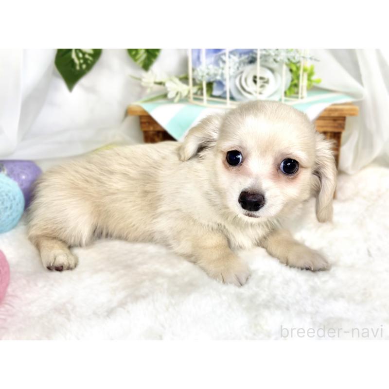 成約済の滋賀県のチワックス:チワワ×ミニチュアダックスフンド-411768の3枚目